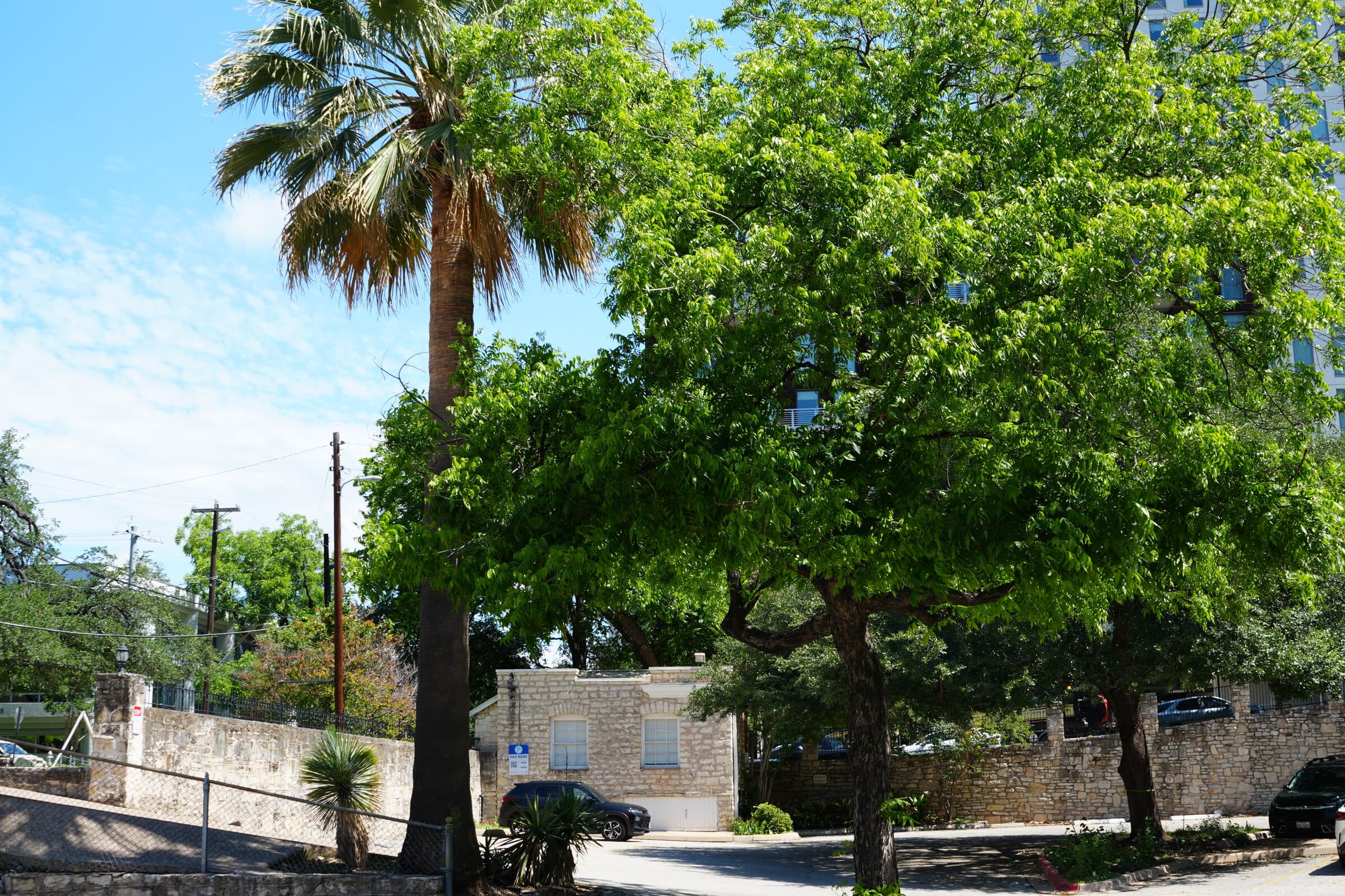 A palm tree on the ANW lot with a downtown Austin office building in the background